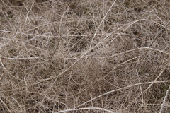 Aspalathus divaricata divaricata