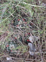 Escobaria missouriensis