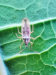 Vatiga illudens