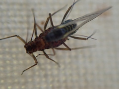Calaphidina