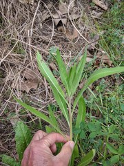 Oenothera elata hookeri