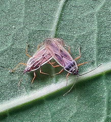 Vatiga illudens