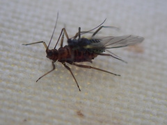 Calaphidina