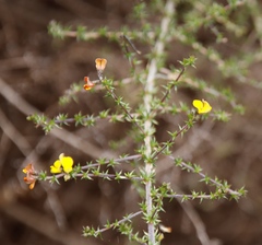 Aspalathus divaricata divaricata
