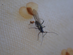 Calaphidina