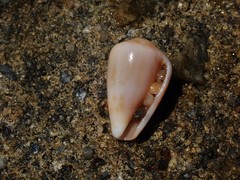 Conus cyanostoma