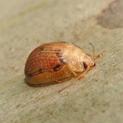 Paropsis omphale