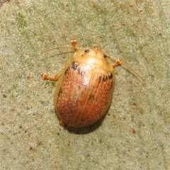Paropsis omphale