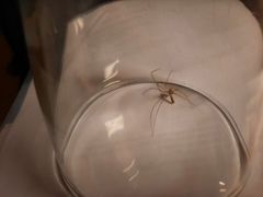 Pholcus phalangioides