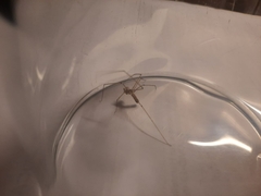 Pholcus phalangioides