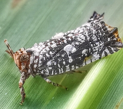 Elasmoscelis perforata