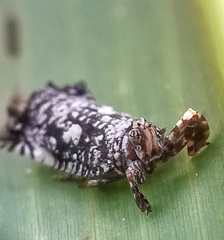 Elasmoscelis perforata