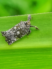 Elasmoscelis perforata