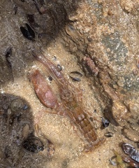 Alpheus novaezealandiae