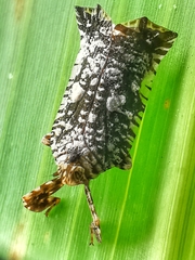 Elasmoscelis perforata