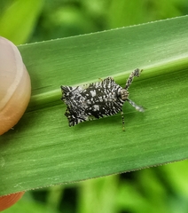 Elasmoscelis perforata