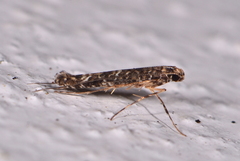 Conopomorpha cyanospila