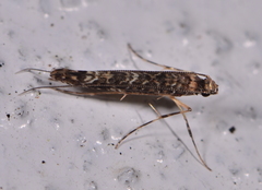 Conopomorpha cyanospila