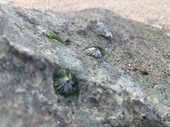 Siphonaria normalis