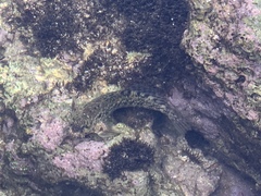 Entomacrodus marmoratus