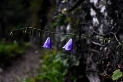 Adenophora morrisonensis