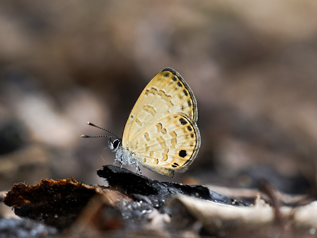 Brown Lineblue