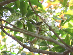 Phylloscopus proregulus