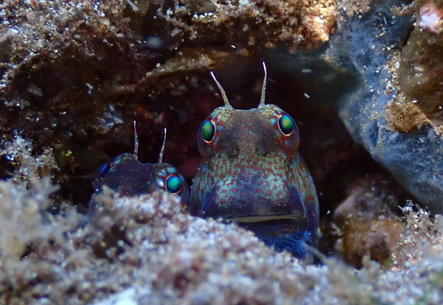 Bullethead rockskipper (Blenniella gibbifrons) — Blenniidae — 5