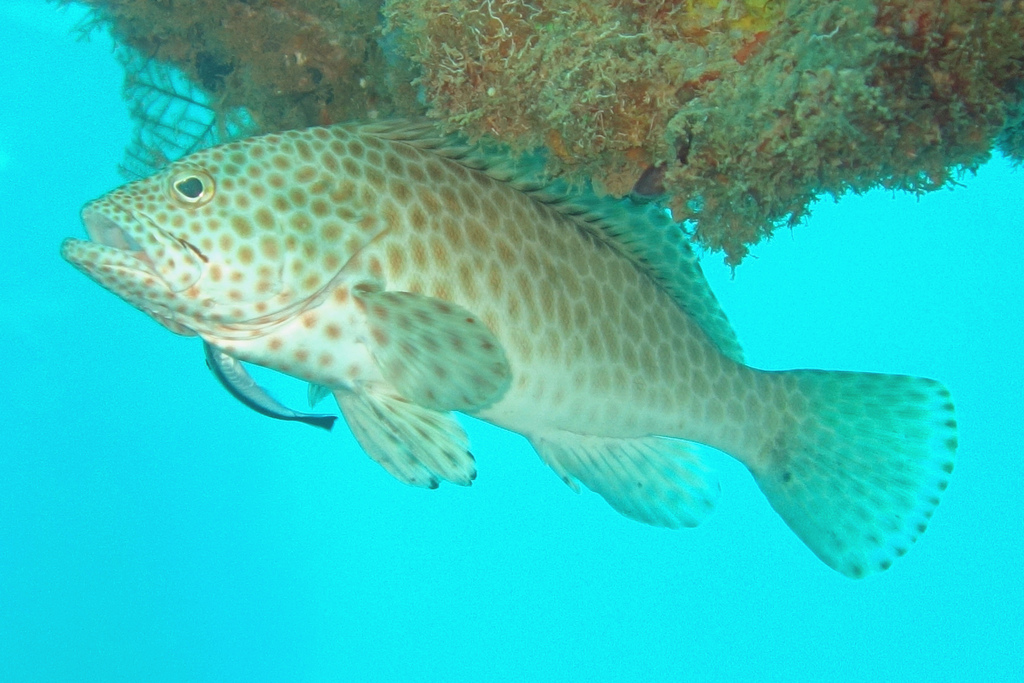 Frostback Rockcod