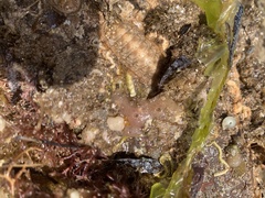 Ischnochiton cariosus