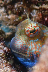 Humpheaded Blenny photo 3