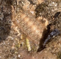 Ischnochiton cariosus