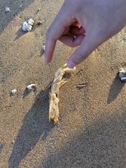 Oratosquilla