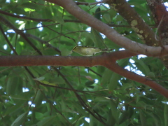 Phylloscopus proregulus