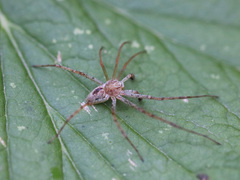 Philodromus longipalpis