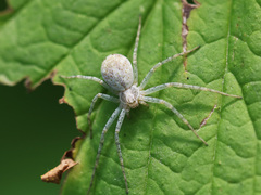 Philodromus longipalpis