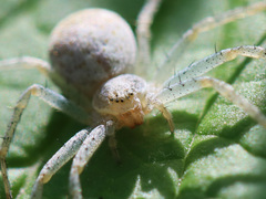 Philodromus longipalpis