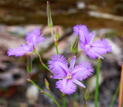 Thysanotus tuberosus tuberosus