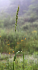 Elymus dahuricus