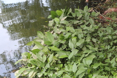 Echinodorus palifolius