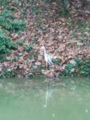 Ardea cinerea