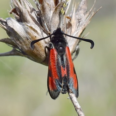 Zygaena punctum