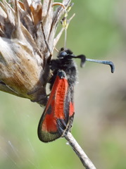 Zygaena punctum
