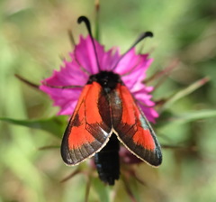 Zygaena punctum