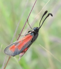 Zygaena punctum