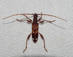 Coptocercus biguttatus