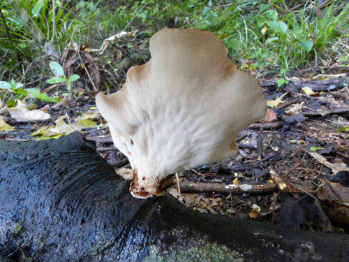 Echinochaete russiceps image