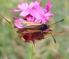 Zygaena brizae