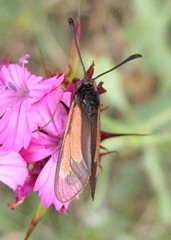 Zygaena brizae