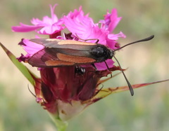 Zygaena brizae